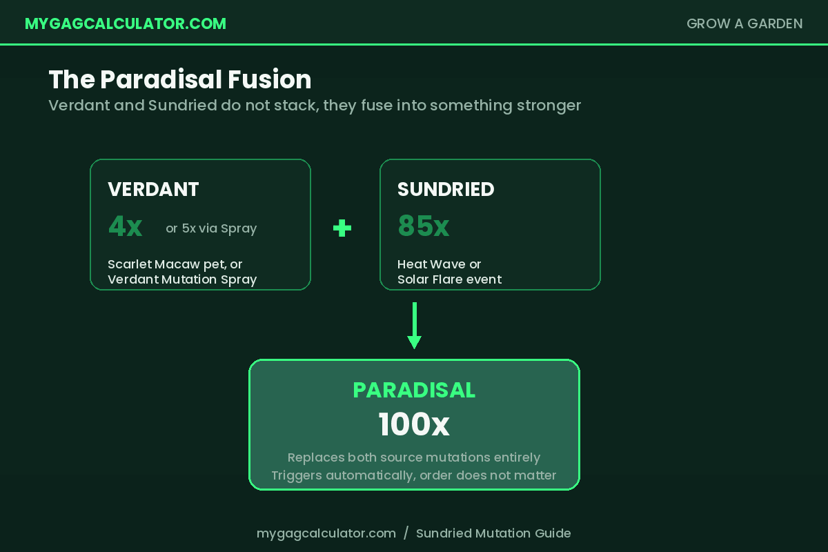 Paradisal mutation fusion in Grow a Garden, Verdant plus Sundried combine into 100x multiplier