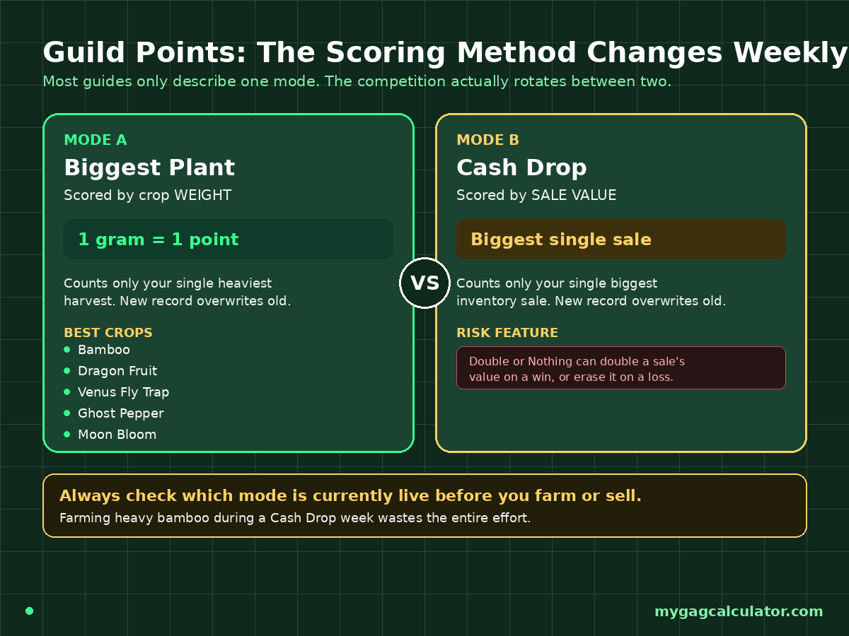 Comparison of Grow a Garden 2 guild scoring modes, Biggest Plant weight versus Cash Drop sale value