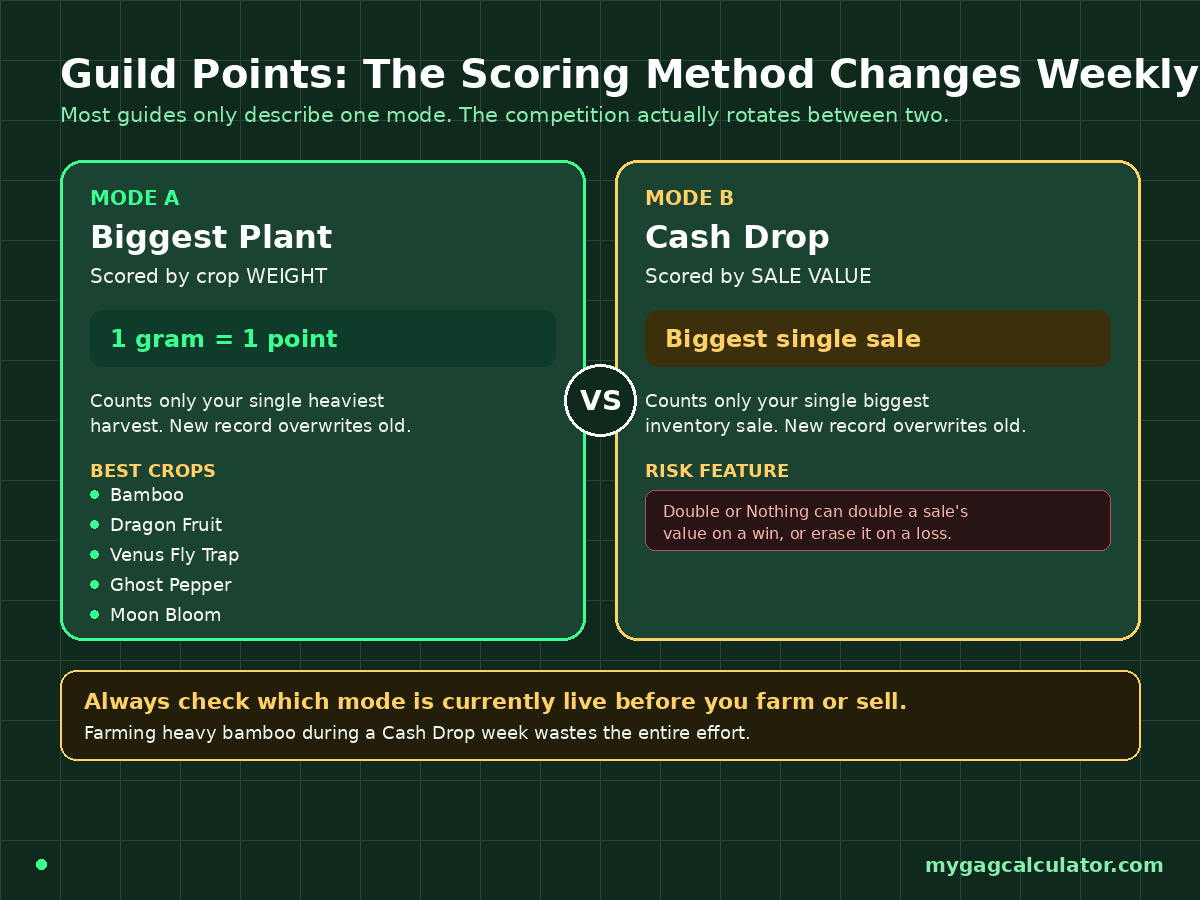 Comparison of Grow a Garden 2 guild scoring modes, Biggest Plant weight versus Cash Drop sale value